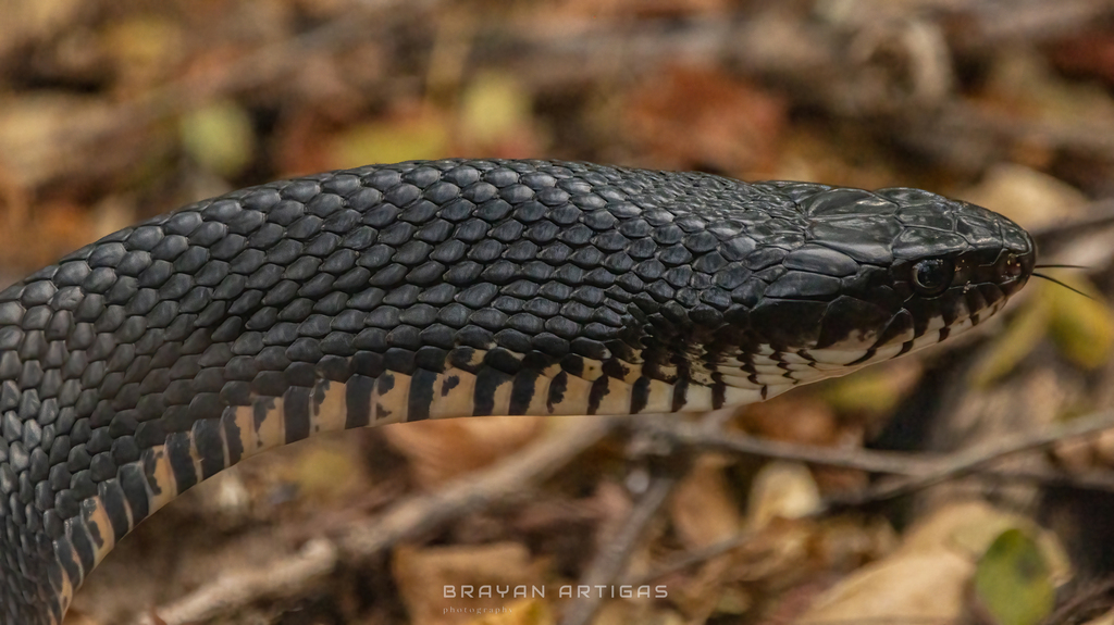 Central American Indigo Snake From Mazatl N Sin M Xico On January 21   Large 