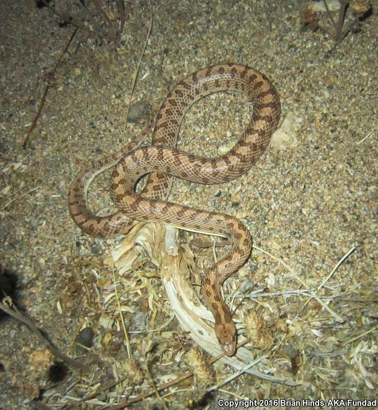 Mojave Glossy Snake in June 2016 by Brian Hinds · iNaturalist