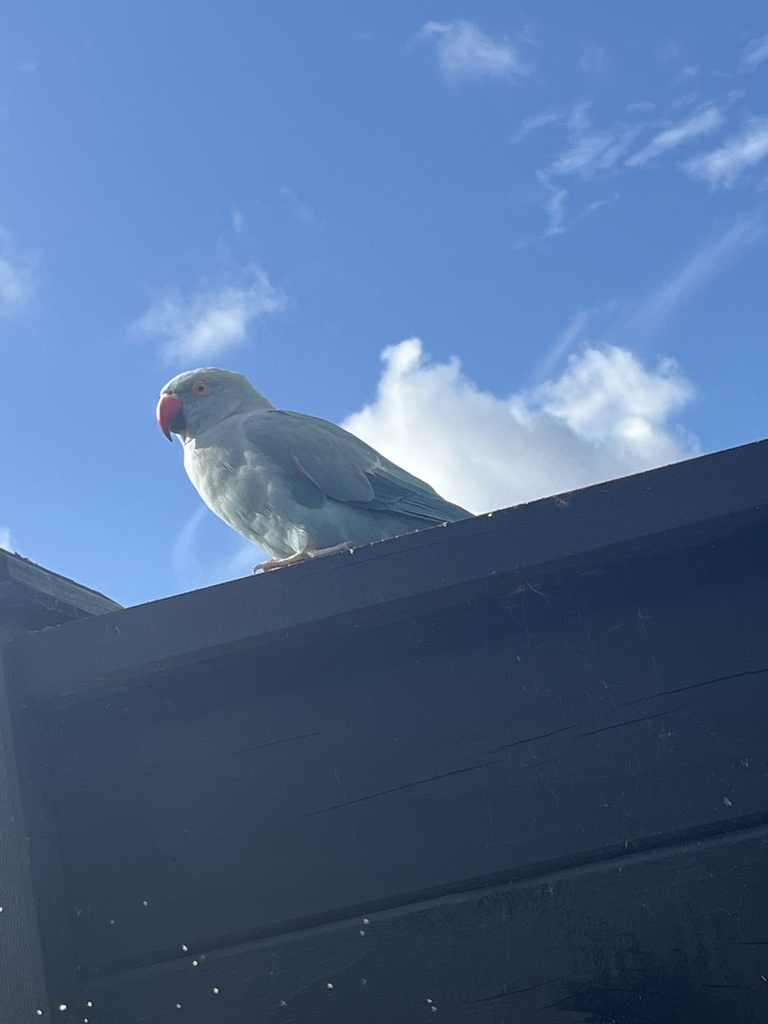 Rose Ringed Parakeet From North Island Cambridge Waikato NZ On   Large 