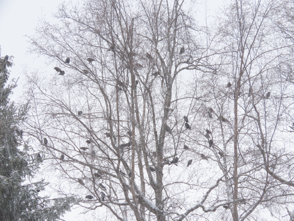 January Crow American Crow from Kitwanga, BC V0J 2A0, Canada on January 20, 2024 at ...