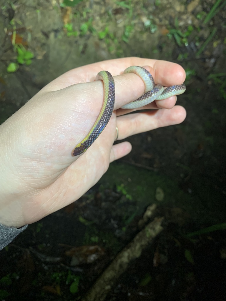 Pink-headed Reed Snake from Jalan Girdle, Raub, Negeri Pahang, MY on ...
