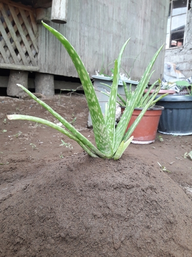 Chinese Aloe