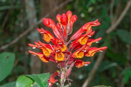 Phlogacanthus cornutus