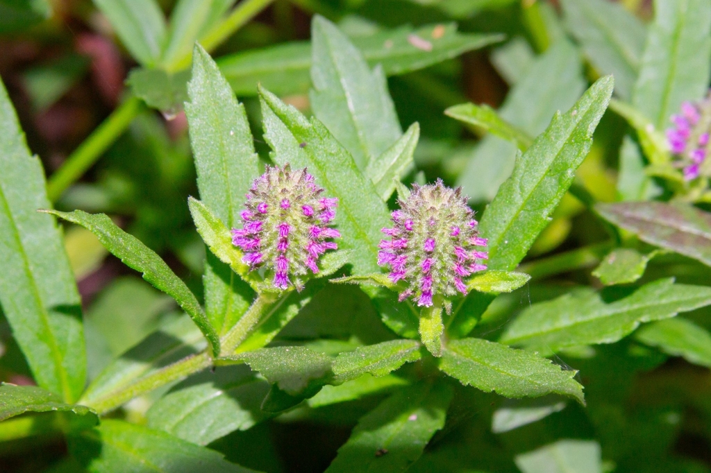 Pogostemon globulosus (Pogostemon globulosus)