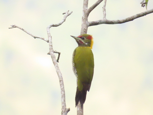 Lesser Yellownape