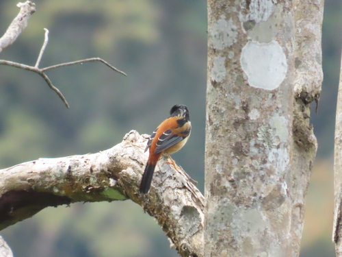 Rufous-backed Sibia
