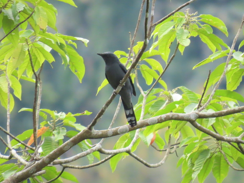 Black-winged Cuckooshrike