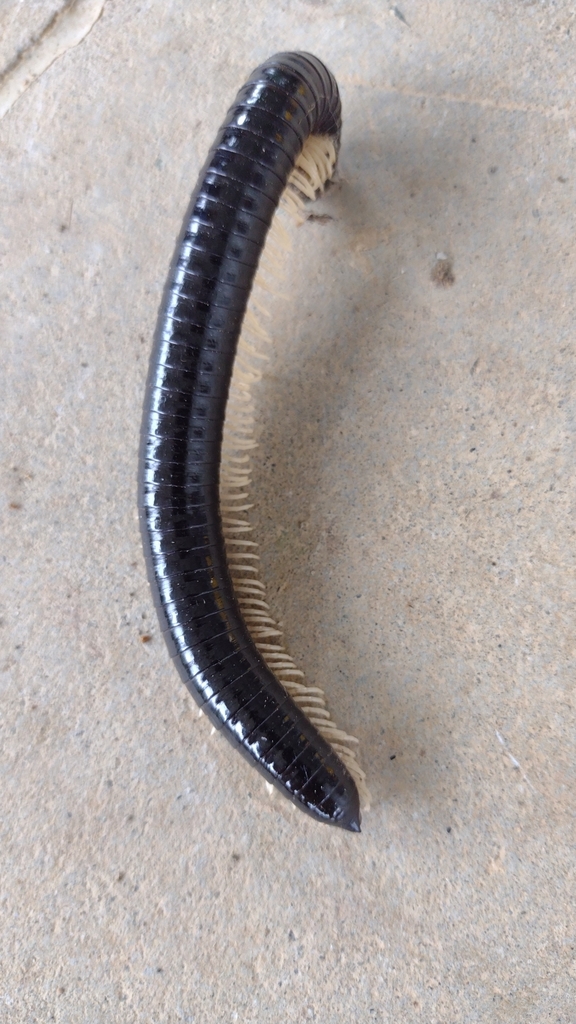 Round Backed Millipedes From Gqgp Crq Hacienda San Miguel Ecuador On January At