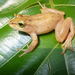 Greshoff's Wax Frog - Photo (c) Gregor Jongsma, all rights reserved, uploaded by Gregor Jongsma