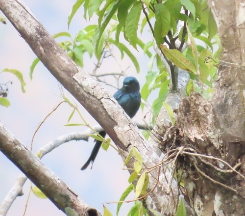 Bronzed Drongo