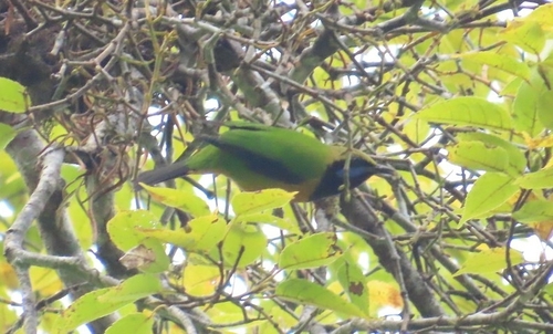 Orange-bellied Leafbird