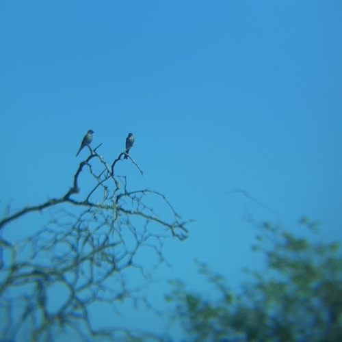 Crowned Slaty Flycatcher