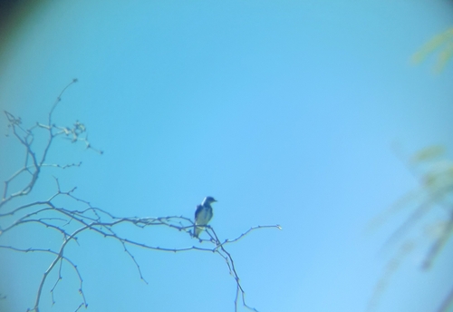 Brown-chested Martin