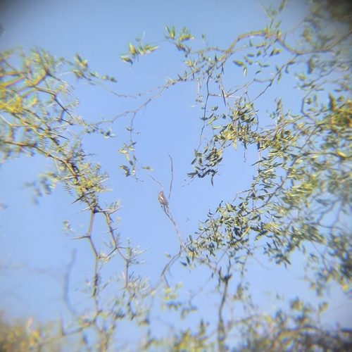 White-tipped Plantcutter