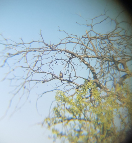 Spot-backed Puffbird
