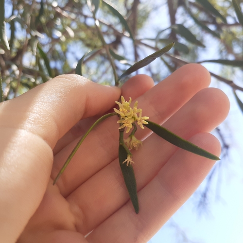 Struthanthus uraguensis
