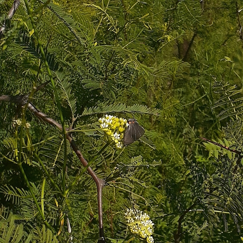 Atlides thargelia