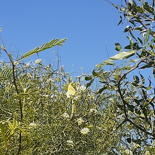 Lesbia Clouded Yellow