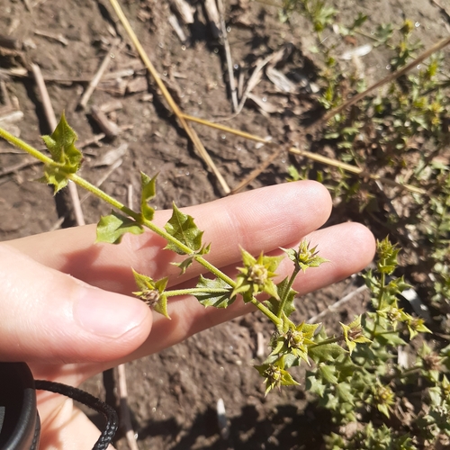 Lippia salsa
