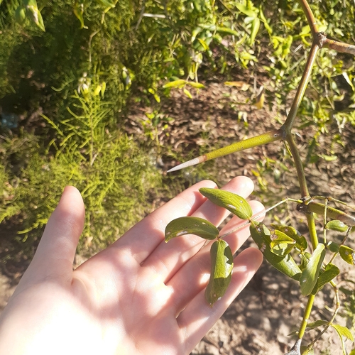 Neltuma ruscifolia