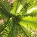 Encephalartos barteri barteri - Photo 由 Orou Gaoue 所上傳的 (c) Orou Gaoue，保留所有權利