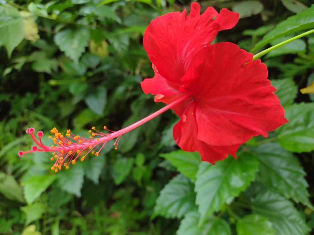 Hibiscus rosa-sinensis × schizopetalus from GQGP+CRQ, Hacienda San ...