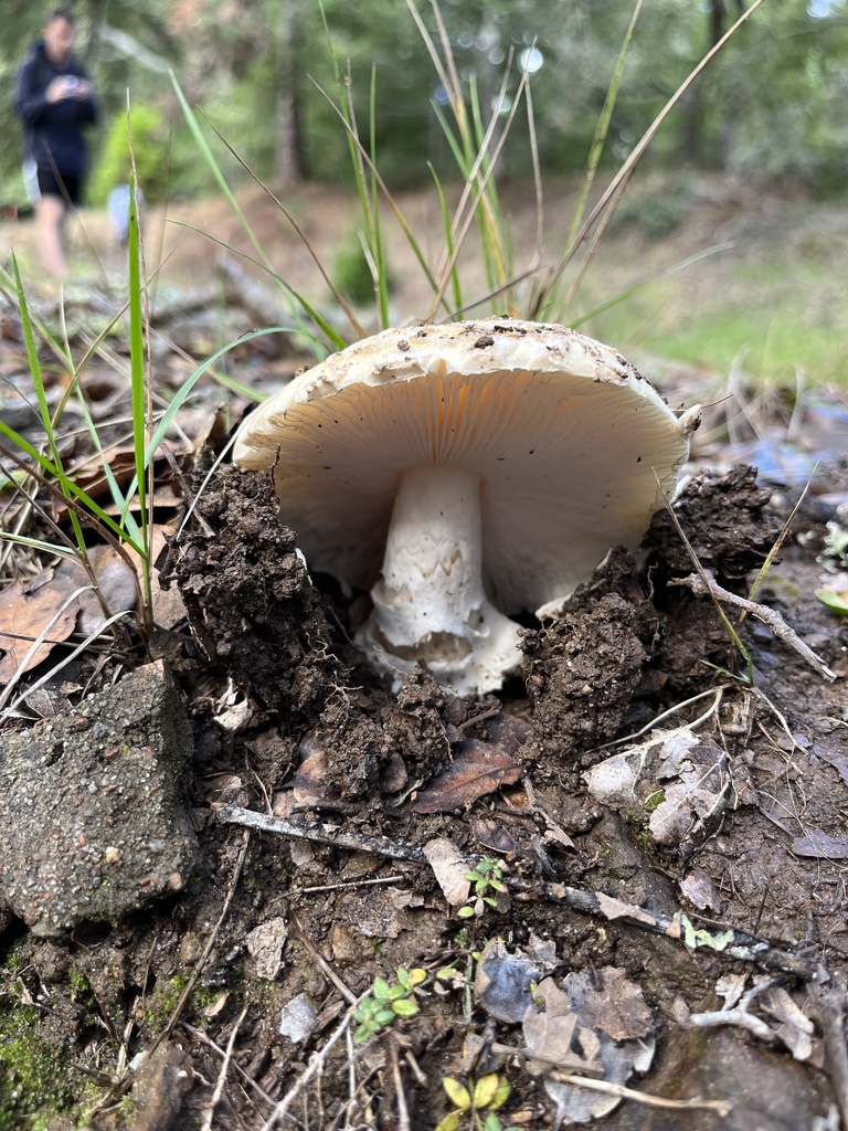 amanita mushrooms from UC Santa Cruz, Santa Cruz, CA, US on January 23