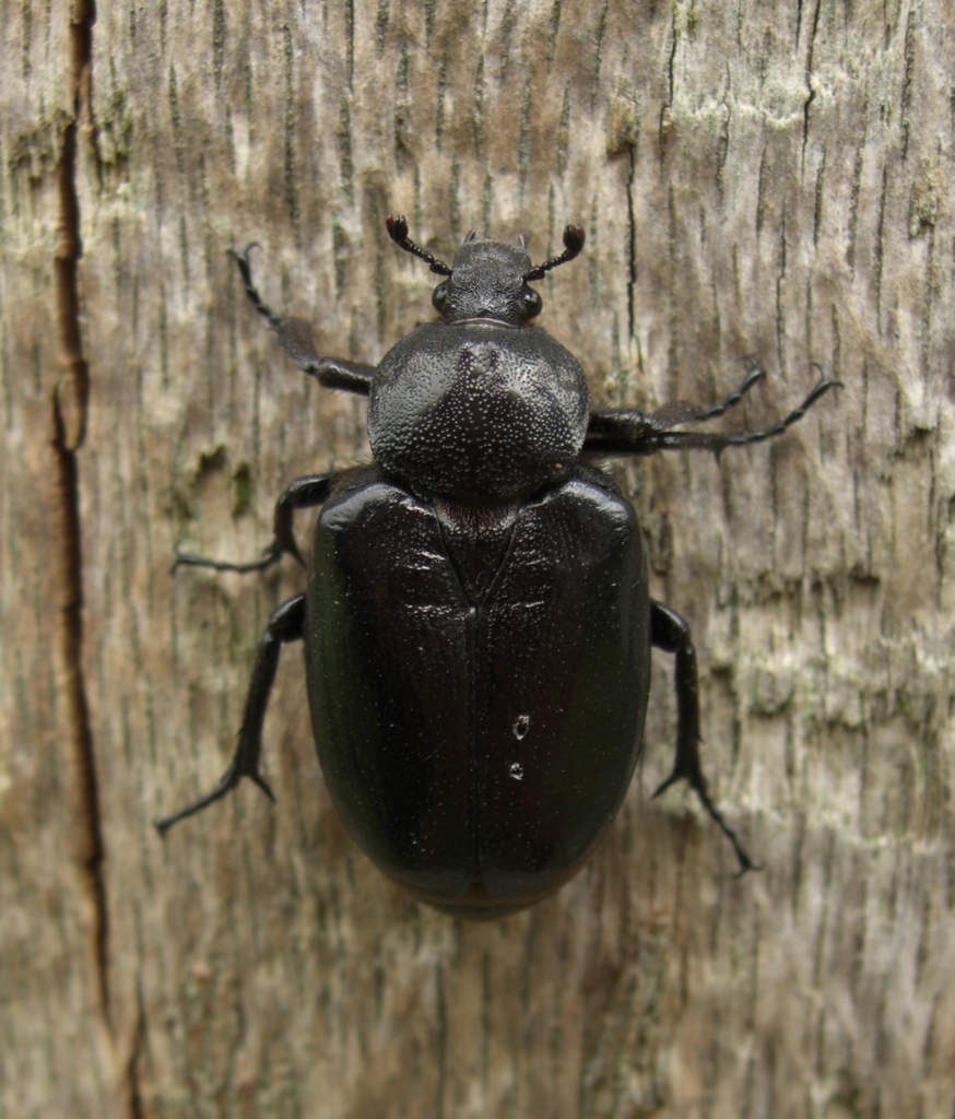 Hermit beetle from 61230 Croisilles, France on July 9, 2008 at 04:05 PM ...