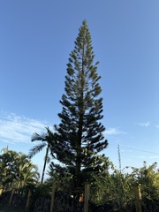 Araucaria columnaris image