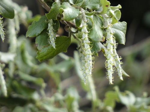 Spice Bush (Silk Tassel)