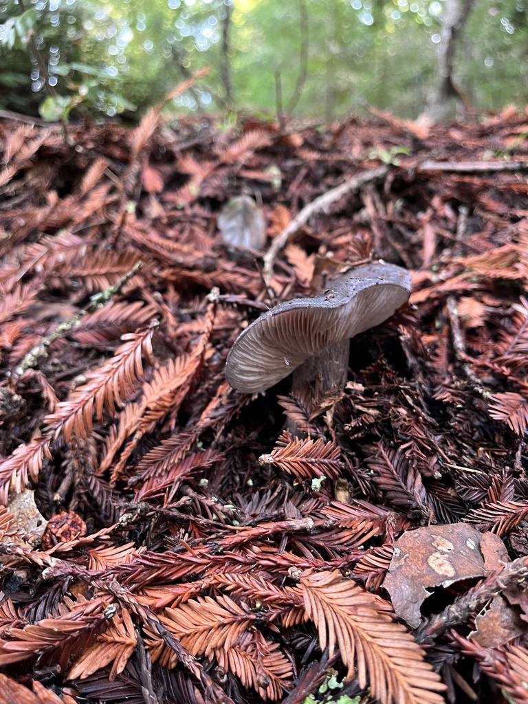 midnight-entoloma-from-uc-santa-cruz-santa-cruz-ca-us-on-january-23