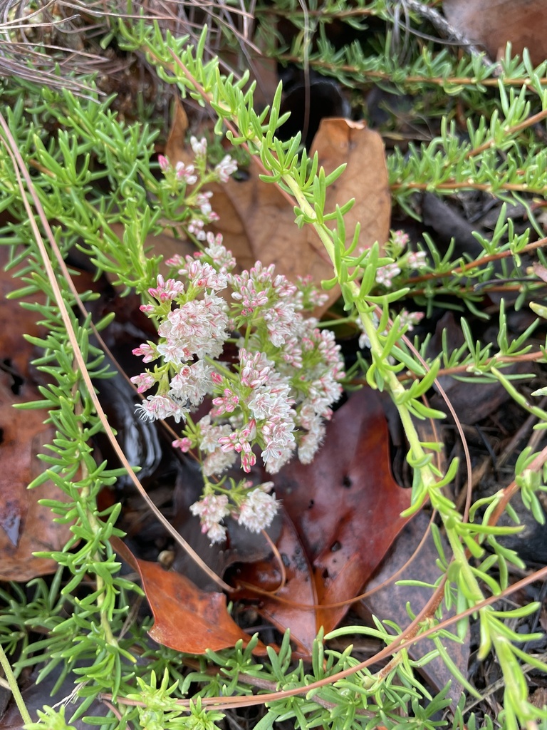 California Buckwheat From University Of California Riverside CA US california-buckwheat-from-university-of-california-riverside-ca-us