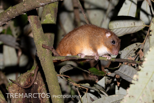 Bornean Wooly Tree Rat (Pithecheirops otion) — Data Deficient Mammalia