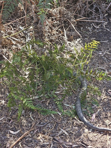 Tiger Snake sighting