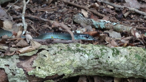 Common Tree Snake sighting