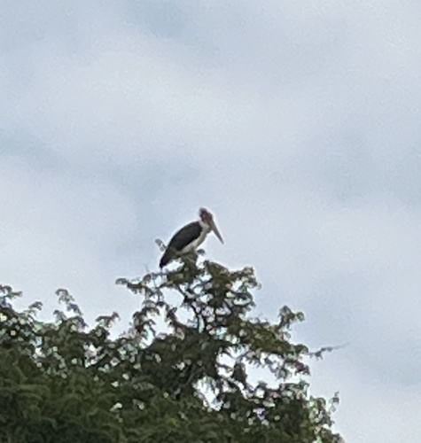 Lesser Adjutant