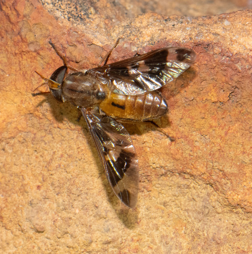 Tabanocella