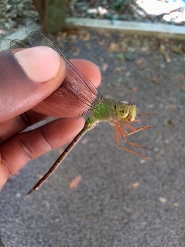 Yellow-legged Duskhawker