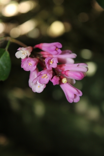 Conchocarpus ruber · iNaturalist