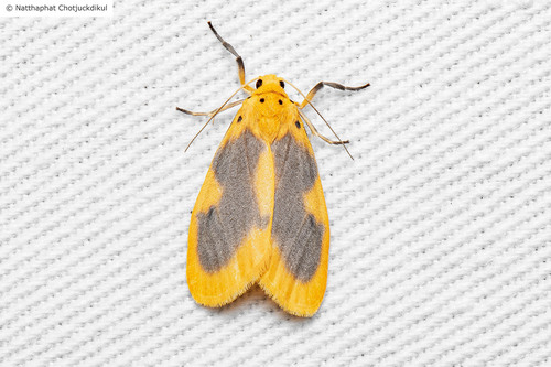 Miltochrista undulata (Swinhoe, 1903)