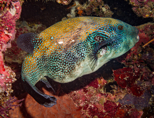 Bluespotted Puffer — seen at this dive site