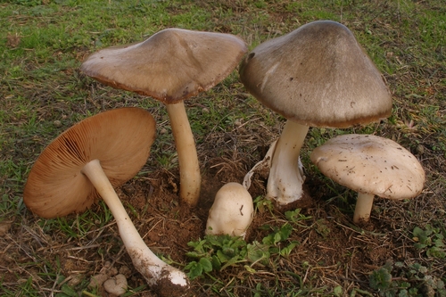 Volvopluteus gloiocephalus (DC.) Vizzini, Contu & Justo