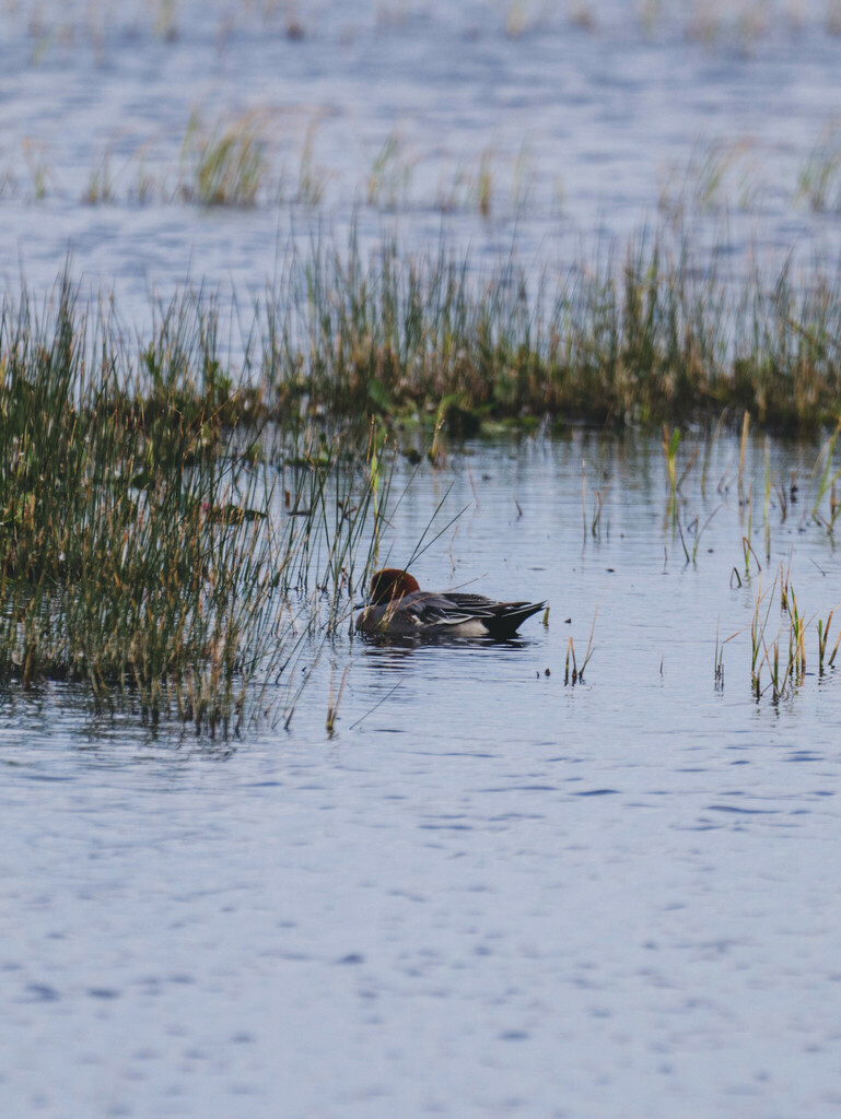 Eurasian Wigeon from Barcelona, Spain on November 16, 2023 at 11:33 AM ...