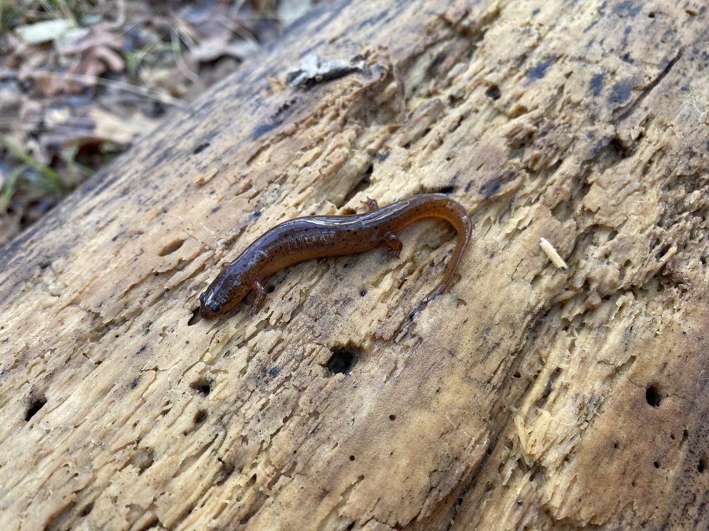 Gulf Coast Mud Salamander In January 2024 By Jaron Sedlock · Inaturalist