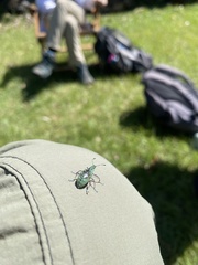 Exophthalmus jekelianus image