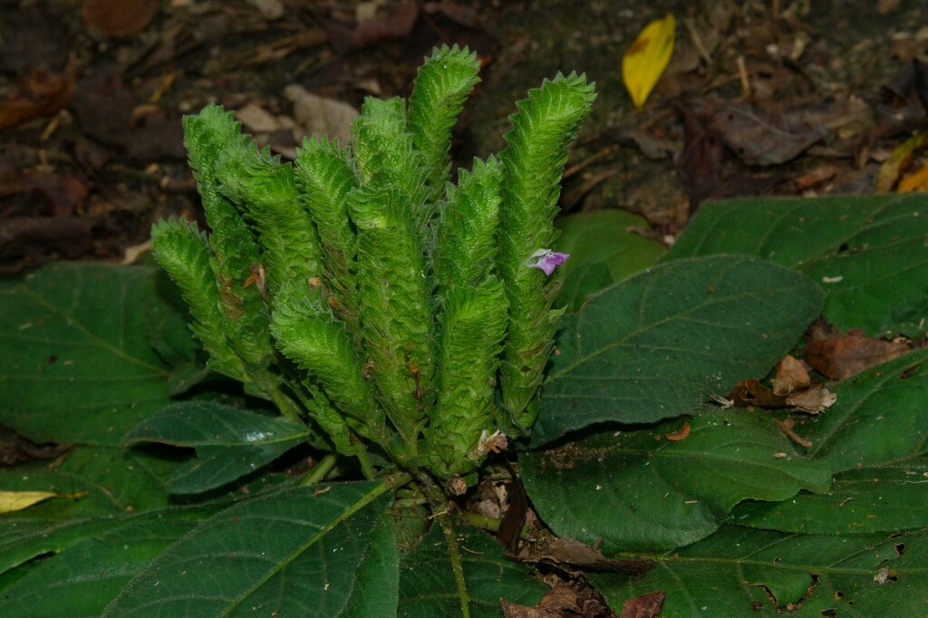 Lepidagathis thorelii (Lepidagathis thorelii)