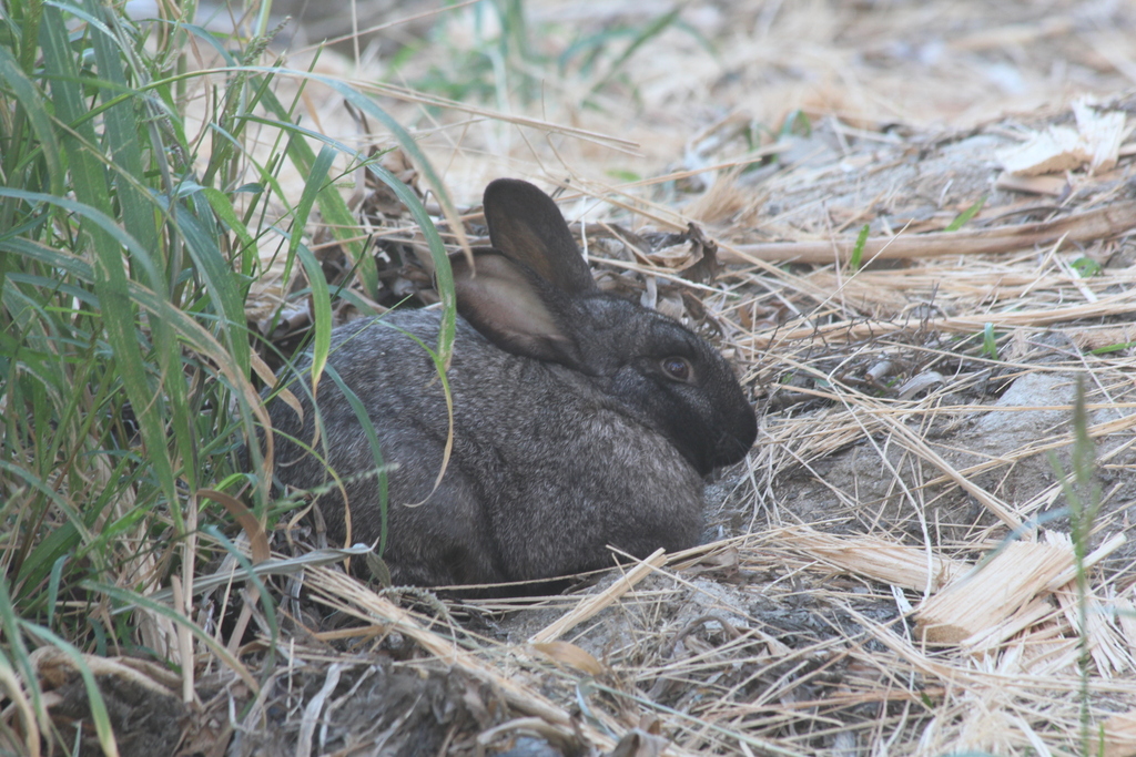 European Rabbit from San Jose Estuary on January 19, 2024 at 10:31 AM ...