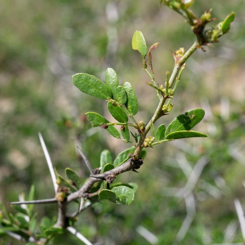 Blackbrush Acacia