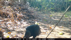 Coragyps atratus image