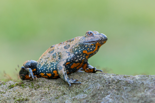 European Fire-Bellied Toad